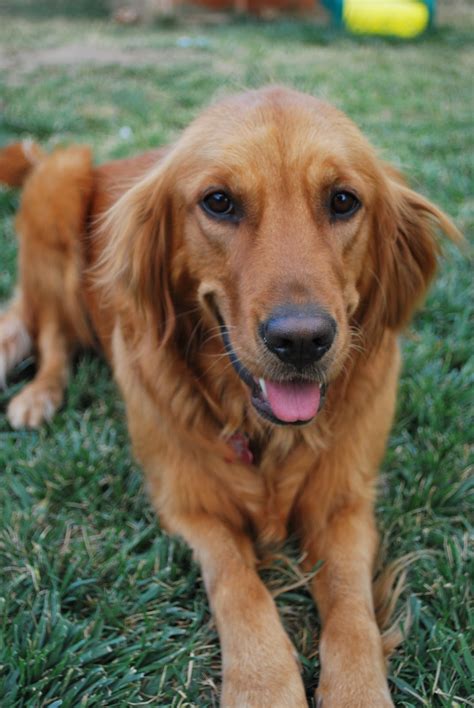See what to expect when you choose this majestic breed. A Pot of Goldens: Meet the Parents