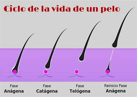 Fases Del Cabello Y Su Duraci N Ciclo Capilar Con Im Genes Ca Da Cabello