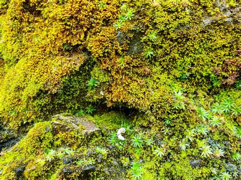 Indias ‘first Lichen Park In Uttarakhand To Conserve Jurassic Era Plant