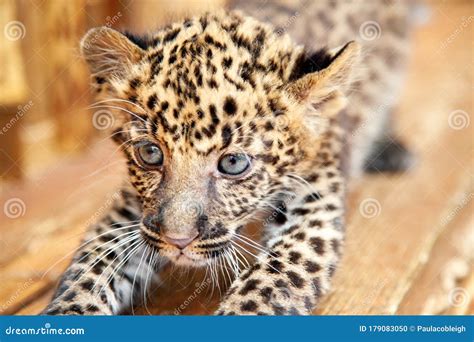 A Very Young African Leopard Cub Closeup Stock Photo Image Of Jaguar