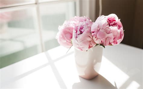 Download the perfect peony pictures. Peony Desktop Wallpaper (66+ images)