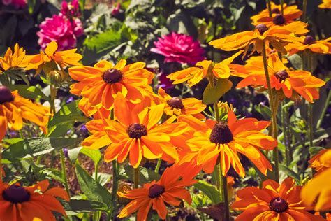 Muitas Flores Produzem Néctar E Possuem Pétalas Coloridas E Perfumadas