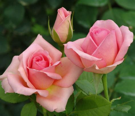 Check spelling or type a new query. Rose Pruning time is here! Let Lifestyle Home Garden show ...