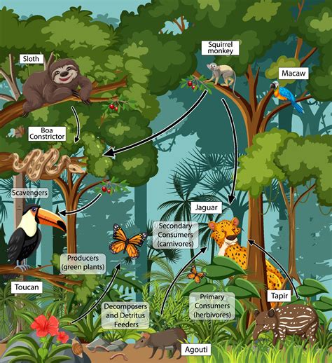 Diagram Showing Food Web In The Rainforest 2145671 Vector Art At Vecteezy