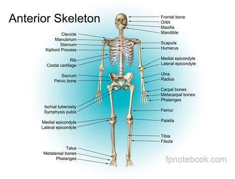 It is located between the elbow joint and the shoulder. Musculoskeletal Anatomy