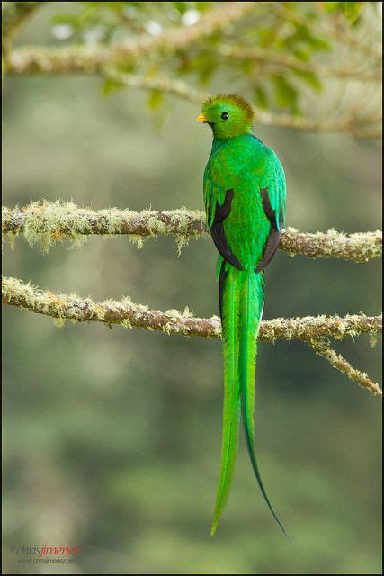 Resplendent Quetzal Pharomachrus Mocinno Perched On Aguacatillo Tree
