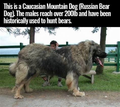 Russian Bear Dog Big Dog I Will Have One One Day Caucasian Mountain