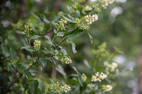 How To Grow And Care For Privet