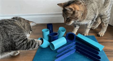 8 Easy Diy Cat Toys Cat Toy Safety Guide