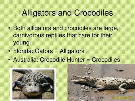 Ppt Reptiles Powerpoint Presentation Free Download Id208301
