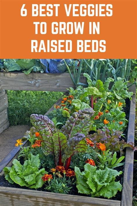But raised beds aren't just the prettiest way to grow your veggies: 6 Best Veggies To Grow In Raised Beds in 2020 | Vegetable ...