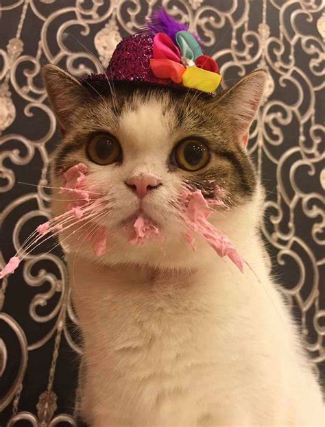 This Cat Eating A Cake On His Birthday Is Hilariously Adorable Bored
