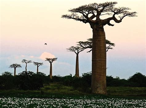 Baobab Trees Baobab Bonito Sunset Trees Africa Hd Wallpaper Peakpx