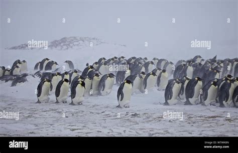 Emperor Penguin Chick Blizzard Hi Res Stock Photography And Images Alamy