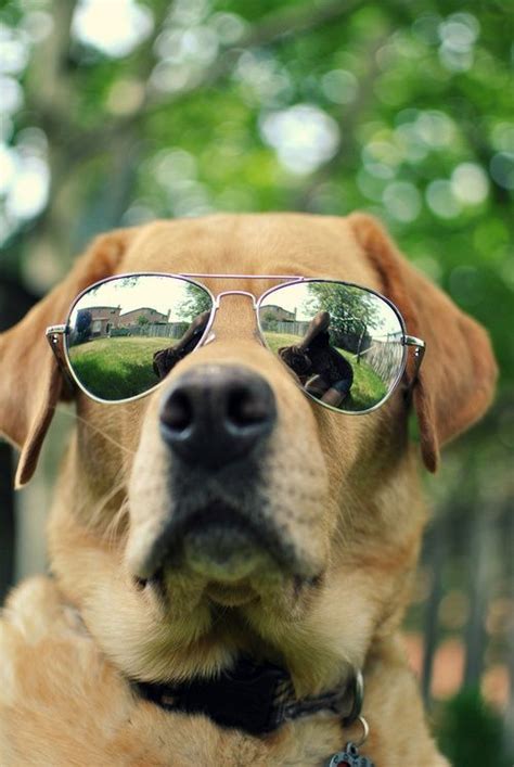 81 Best Dogs With Sunglasses Images On Pinterest Eye Glasses Cute
