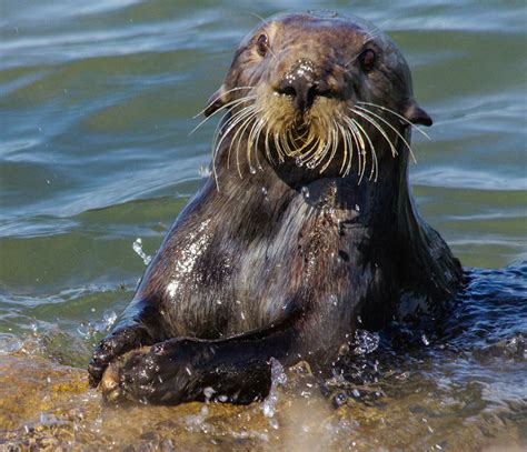 Sea Otters Leave Archaeological Evidence