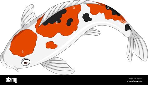 Cartoon Cute Koi Fish On White Background Stock Vector Image And Art Alamy