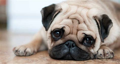 Pug Dog Breed Information Characteristics Price And Facts Trends