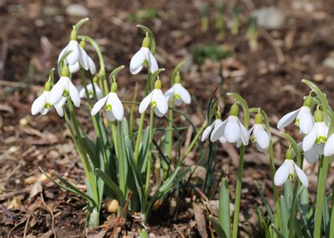 All About Snowdrops Galanthus