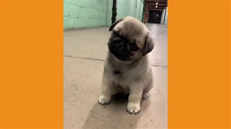Cutest Pugs You Have Ever Seen Pug Compilation Youtube