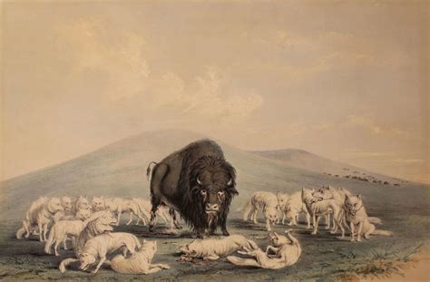 Wolf Attacking Bison