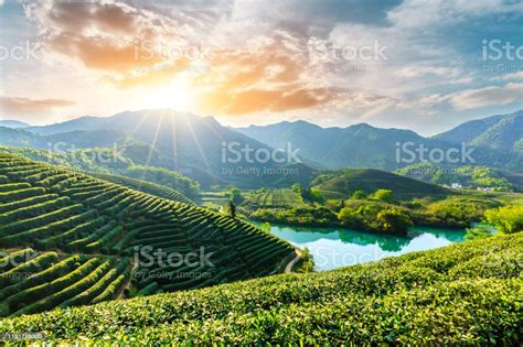 Beautiful Green Tea Plantation Natural Scenery Stock Photo Download