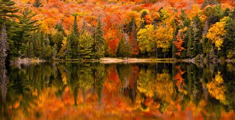 Fall Colour Driving Tours In Ontario Maple Leaves Forever