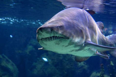 10 Most Dangerous Sharks In The Ocean Curiosity Aroused