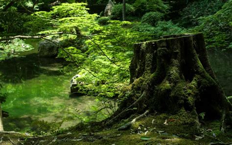 Tree Trunk Forest Moss Green Hd Wallpaper Nature And Landscape