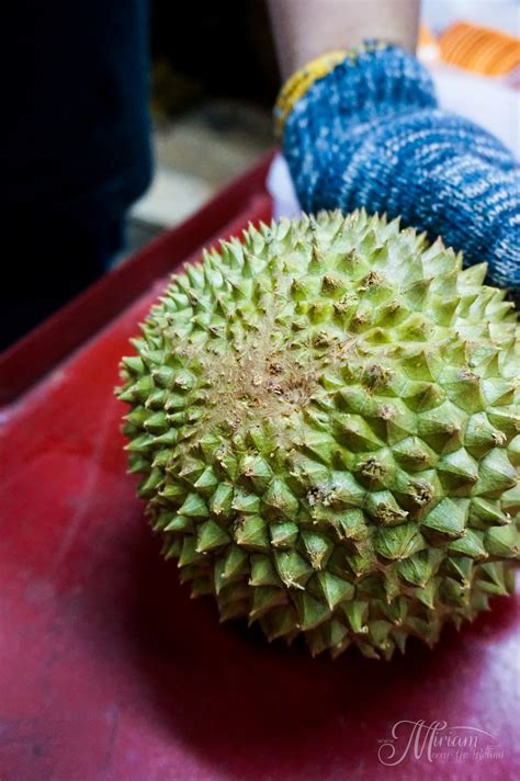 The creation of freeze dried durian involves a process where water is removed from the fresh fruit under low temperatures while it remains in a frozen stage. Musang King vs Black Thorn Showdown | Durian King Bukit ...