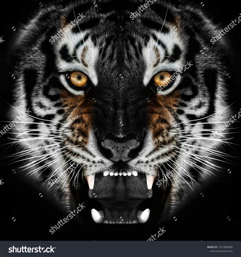Tiger Angry Wallpaper
