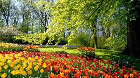 Spring Park Nature Tulips Beautiful Flowers Phone Wallpapers