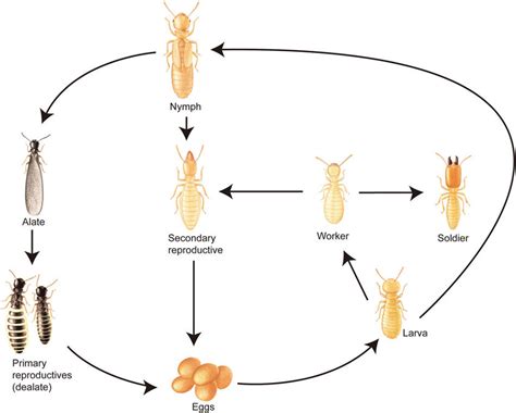 Simplified Developmental Pathway Of The Subterranean Termite