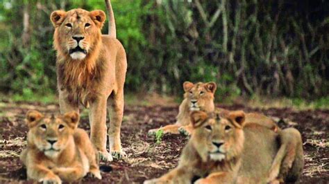Gujarats Asiatic Lion Count Rises To 674 Pm Modi Applauds