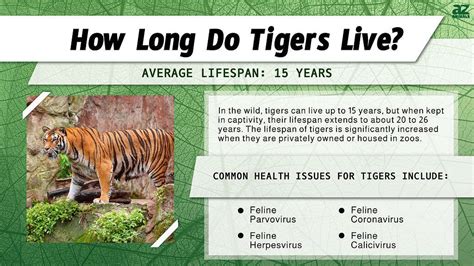 Tiger Lifespan How Long Do Tigers Live A Z Animals