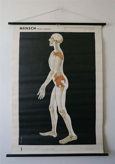 Original Anatomical Vintage German School Wall Chart Skeleton Anatomy