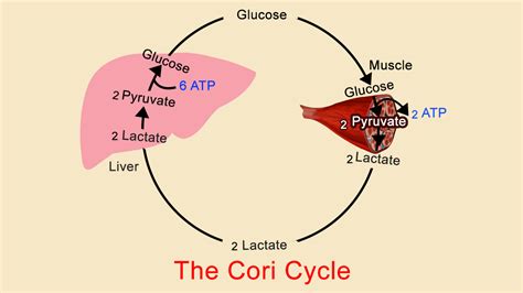 Displaying 8 worksheets for liver diagram. Simple Muscle Cells Diagram - Diagramaica