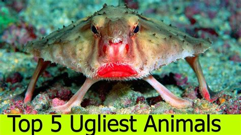 Top 5 Most Ugliest Animals In The World Youtube