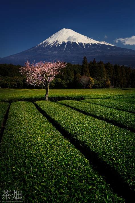 Mt Fuji And Green Tea Farm Shizuoka Japan My Kind Of Heaven Id