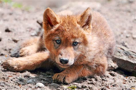 ✓ free for commercial use ✓ high quality images. Lying wolf pup | This cute wolf pup was born this Spring ...