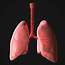 3D Asset Realtime Human Lungs  CGTrader