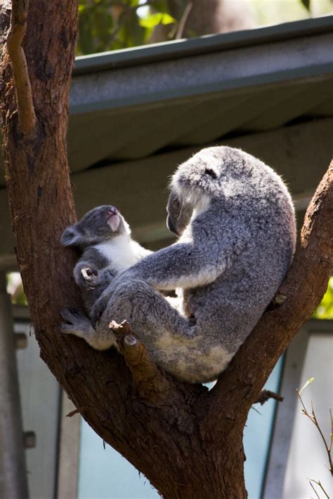Koala Joey Emerges For Warm Holiday Season Zooborns