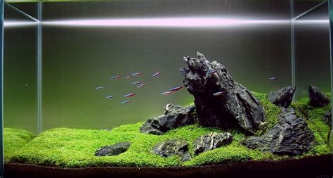 This is my 6th attempt at iwagumi over the last 2 years and it. Aquascaping categories--my own take on it. | Ikan akuarium ...