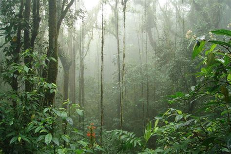 Monteverde Cloud Forest The Essence Of The Destination Selvatura