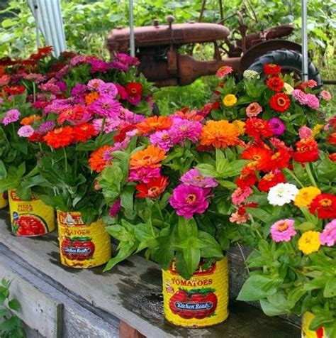 We would recommend using our mood lighting at this venue. Zinnias! | Zinnia flowers, Planting flowers, Garden wedding flowers