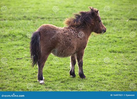 Miniature Shetland Pony Horse Foal Stock Image Image Of Pony Foal