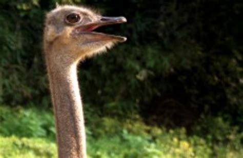 Debunked Do Ostriches Bury Their Heads In The Sand When Scared