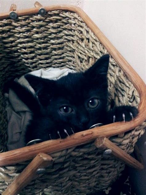 The most important things you should know about the allergies are. my 2 months old half persian half siamese black kitten ...
