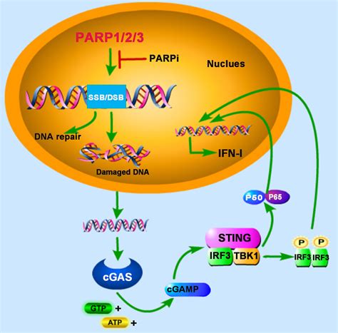 Frontiers The Critical Role Of Parps In Regulating Innate Immune
