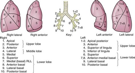 Lung Chest Wall Pleura And Mediastinum Thoracic Key